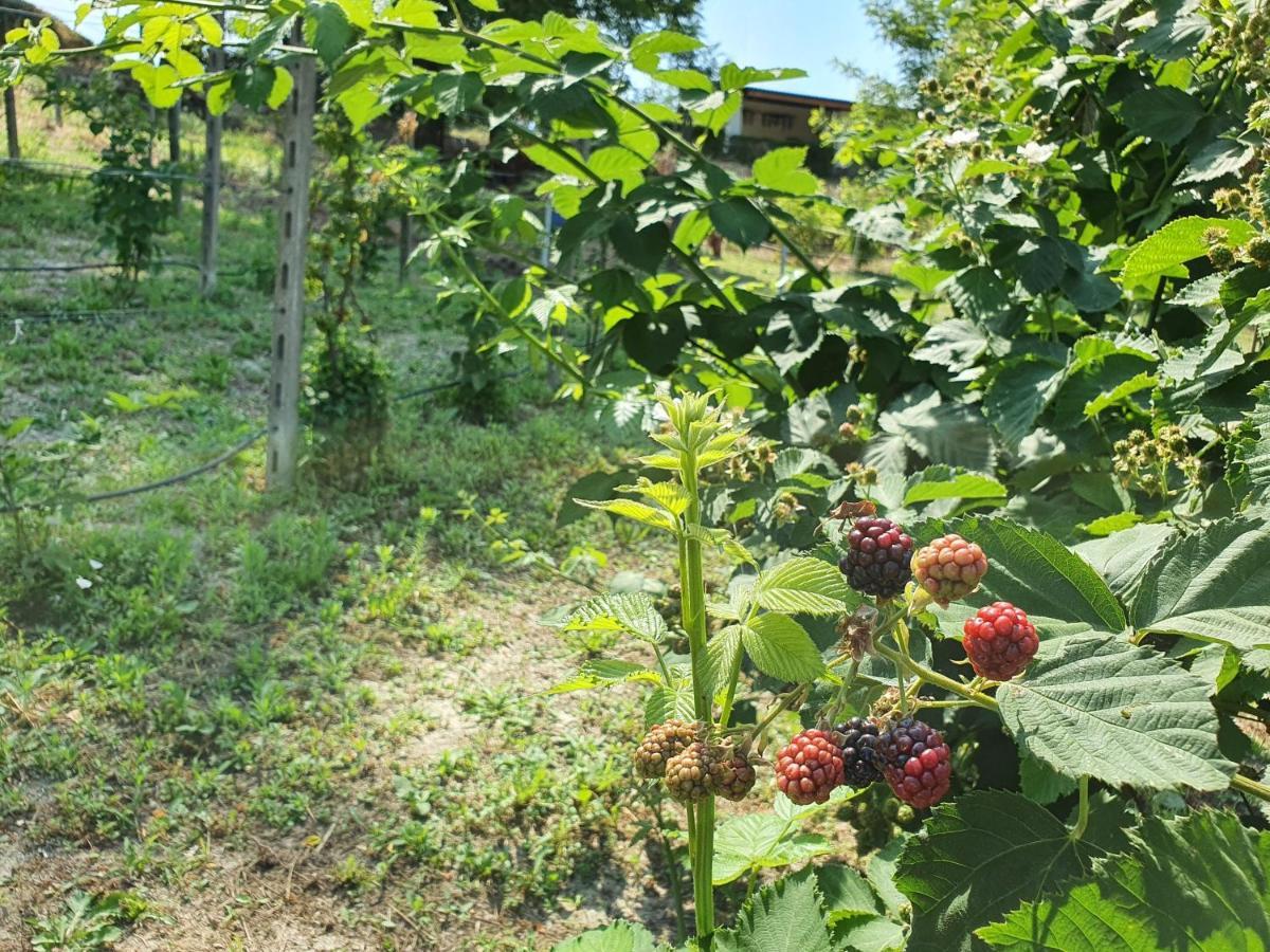 Agriturismo Il Burlino Apartments Lerma エクステリア 写真