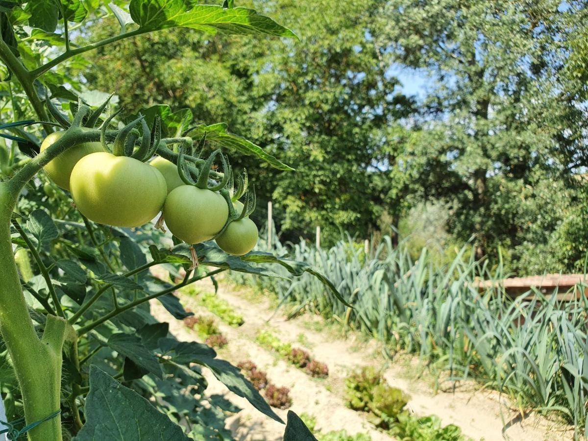 Agriturismo Il Burlino Apartments Lerma エクステリア 写真